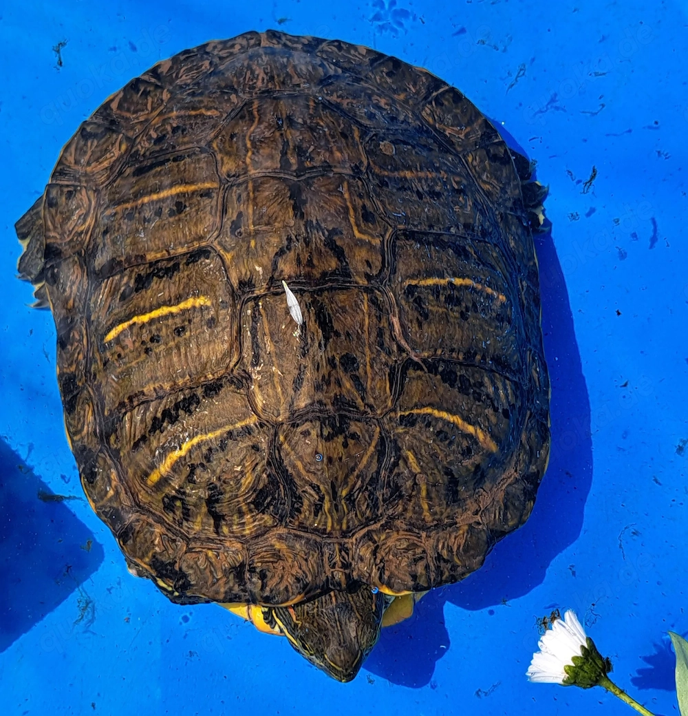 Rotwangen-Schildkröte