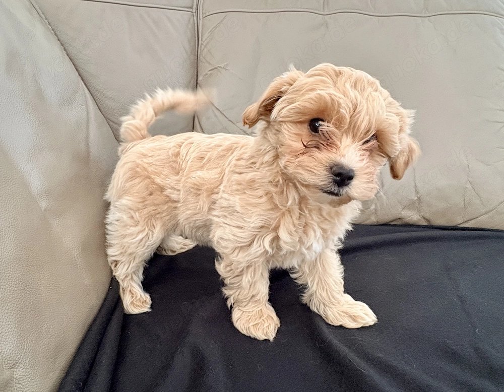 Maltipoo-Welpen - nur noch ein Weibchen abzugeben 