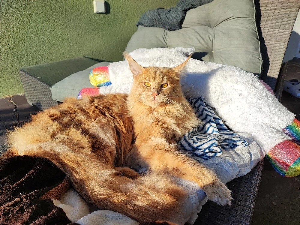 Maine Coon Katze