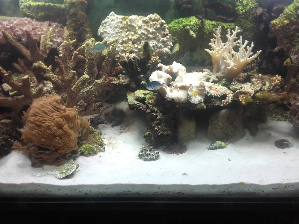 Meerwasser Aquarium Inhalt abzugeben