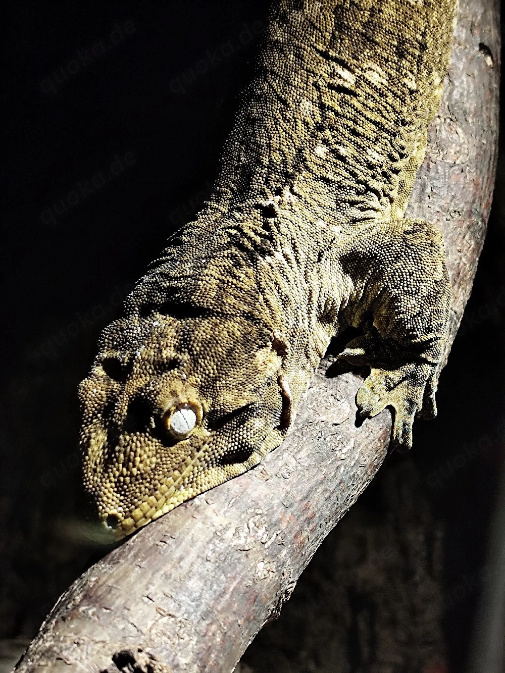 Rhacodactylus lechaniaus Nuu Ami NZ 24 1.1 , 950 eu  !!