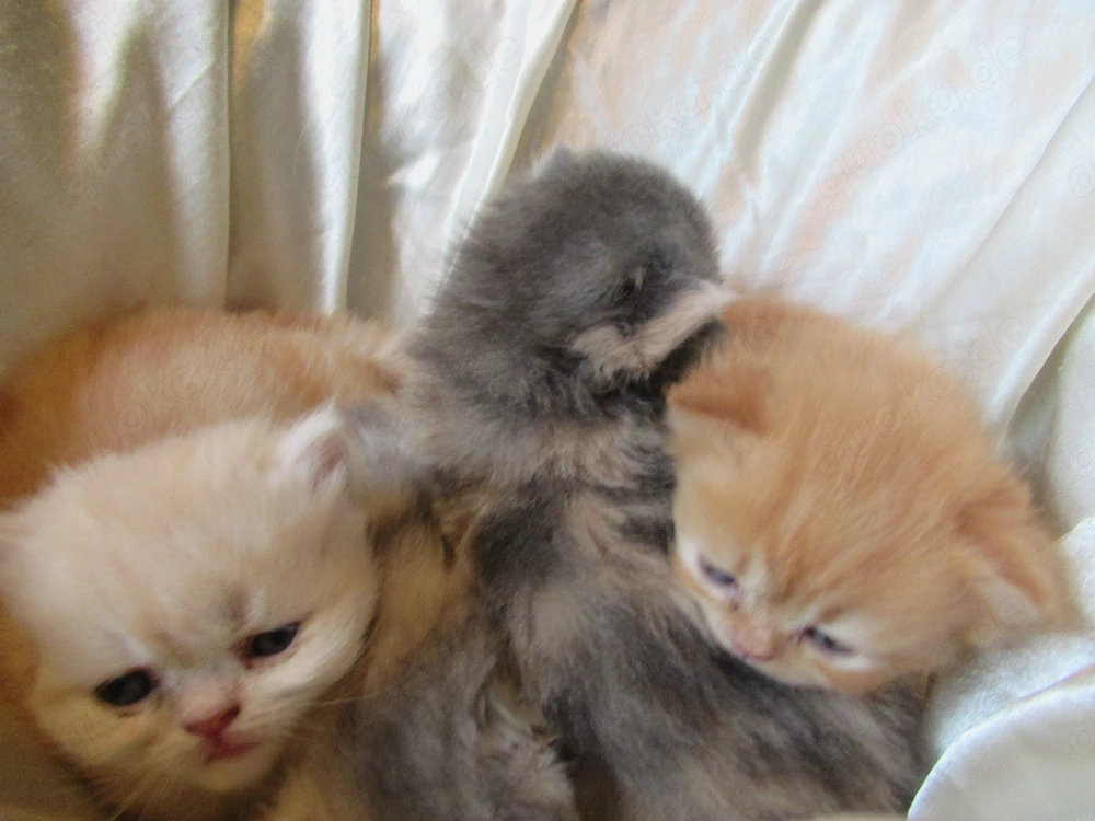 Wollknäuel British Longhair suchen einen neuen Dosenöffner, Eltern besitzen Stammbaüme