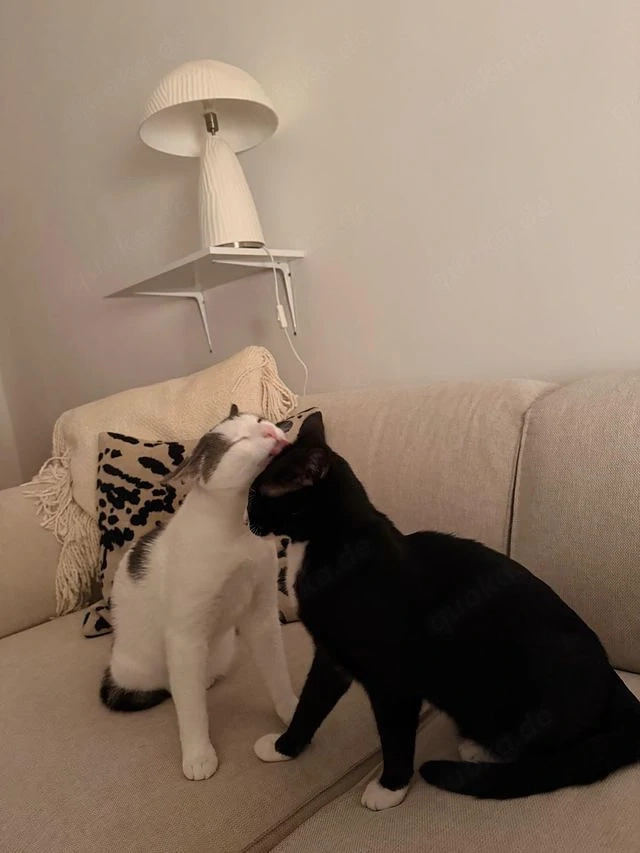 Robin & Zefir 2 kleine Clowns suchen ihr spannendes Zuhause