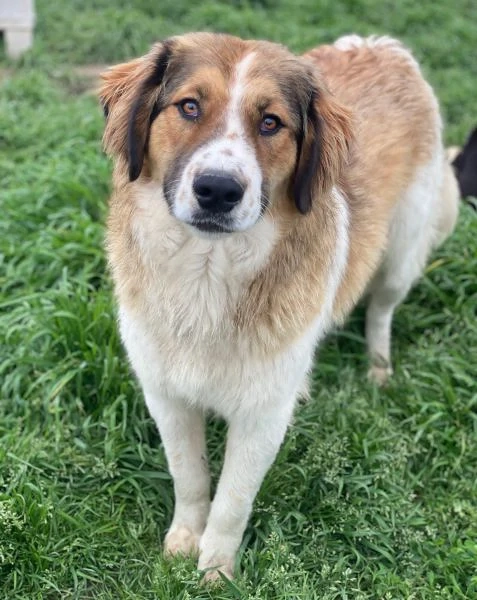 Barkley, geb. ca. 10 2024, lebt in GRIECHENLAND, auf einer privaten Pflegestelle