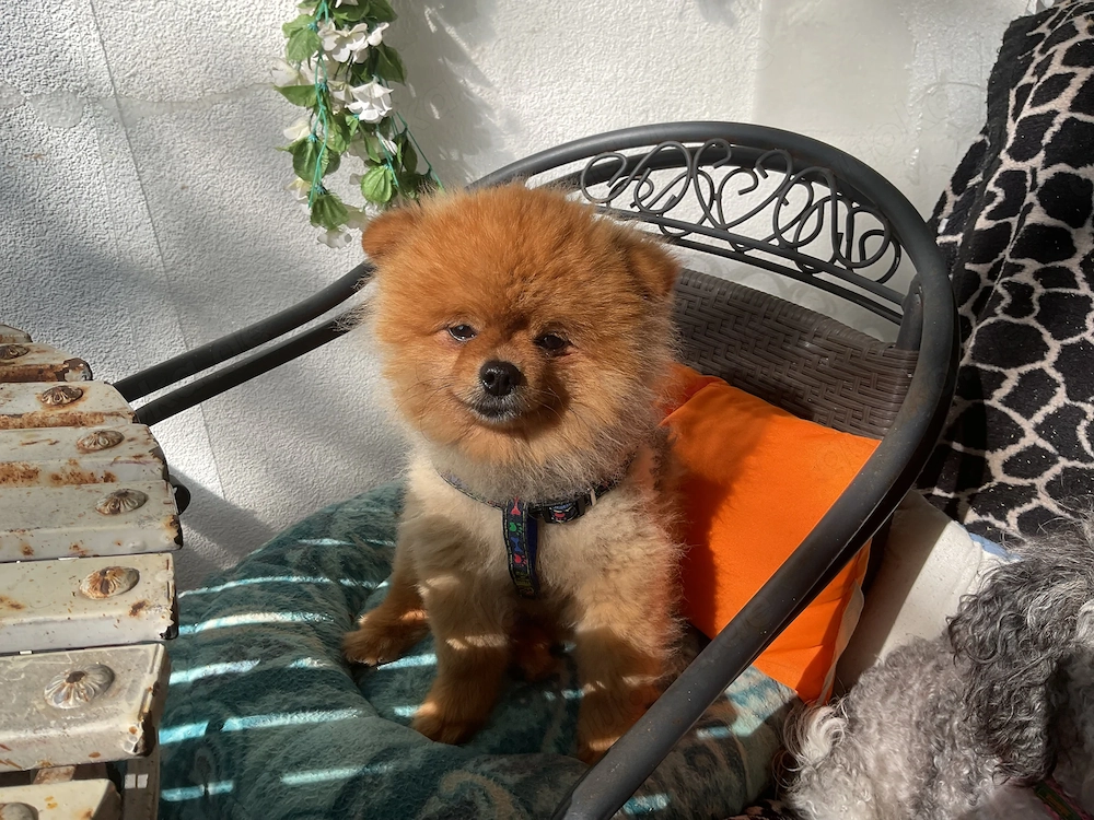 Tausche pommeranien Rüde mit einem Chihuahua Rüde bis 2 kg Gewicht