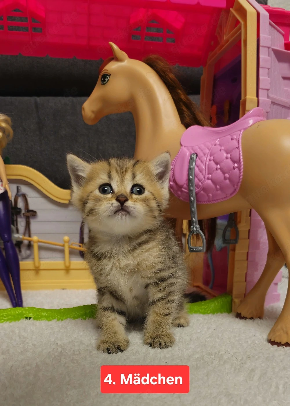 Britisch Kurzhaar Kitten Abgabebereit 