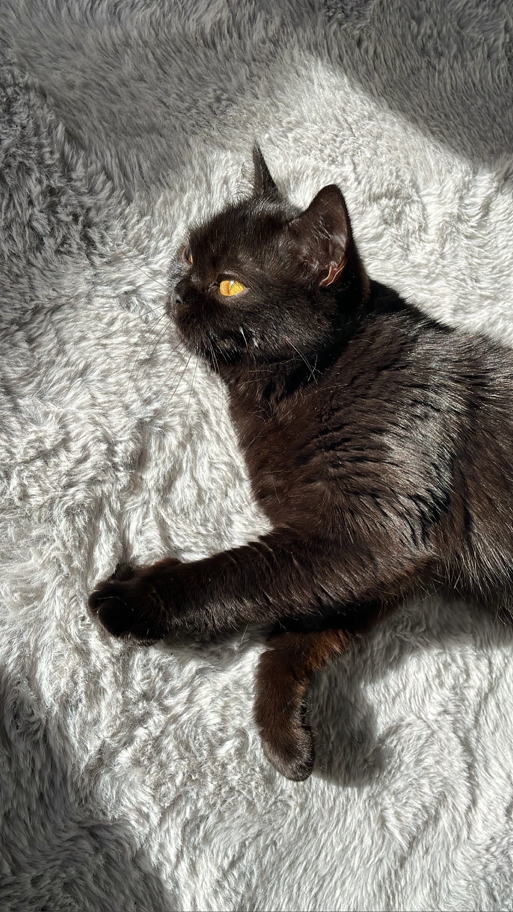 BKH Katze sucht ein neues liebevolles Zuhause