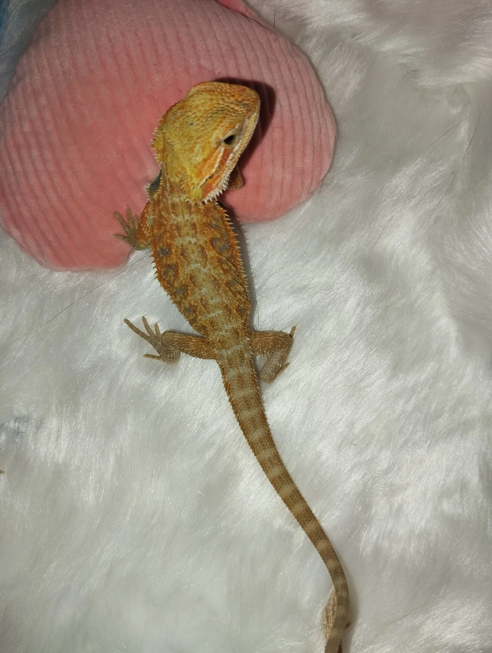 Süße Farb-Bartagamen Babys (Citrus-Leatherback x Hypo Orange Sandfire) liebevoll aufgezogen