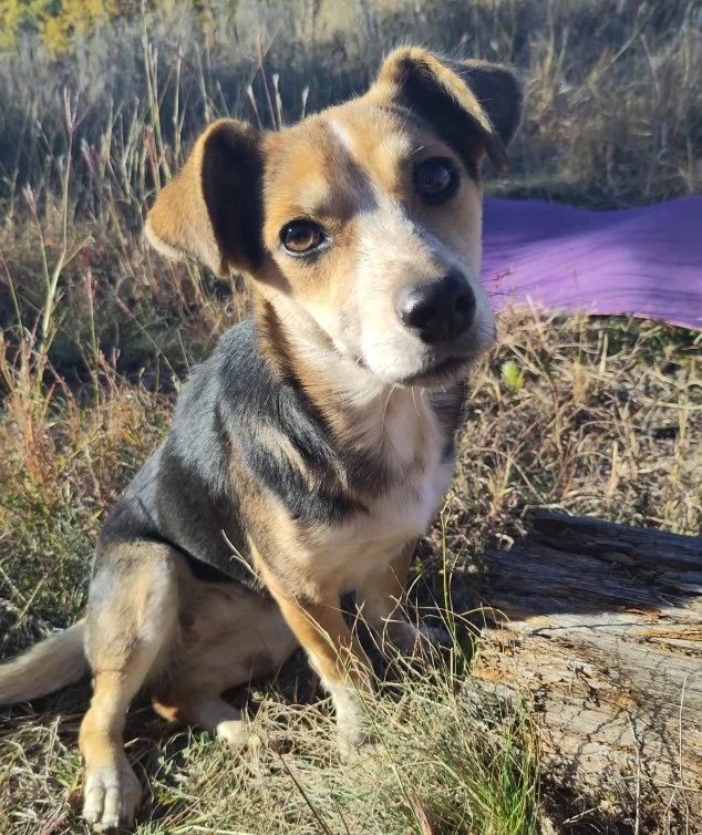 MOLLY - kleine Herzensdame