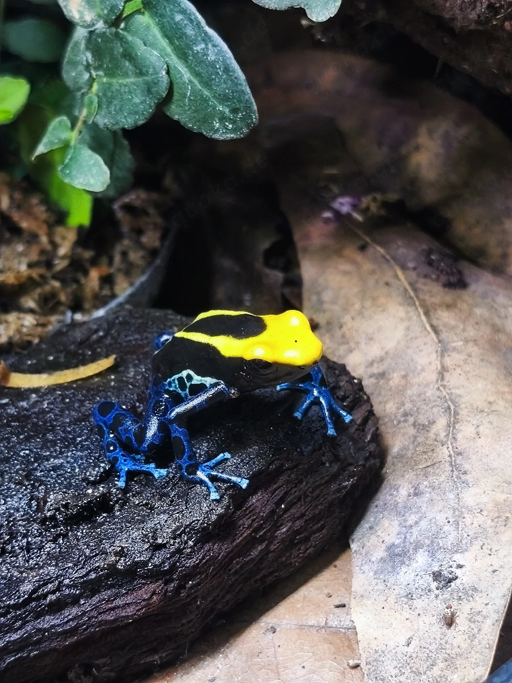Suche Dendrobates Tinctorious Brasilianer Männchen 