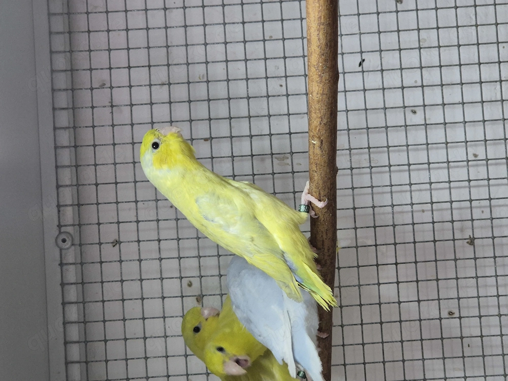 Gebe ab Blaugenick-Sperlingspapageien 