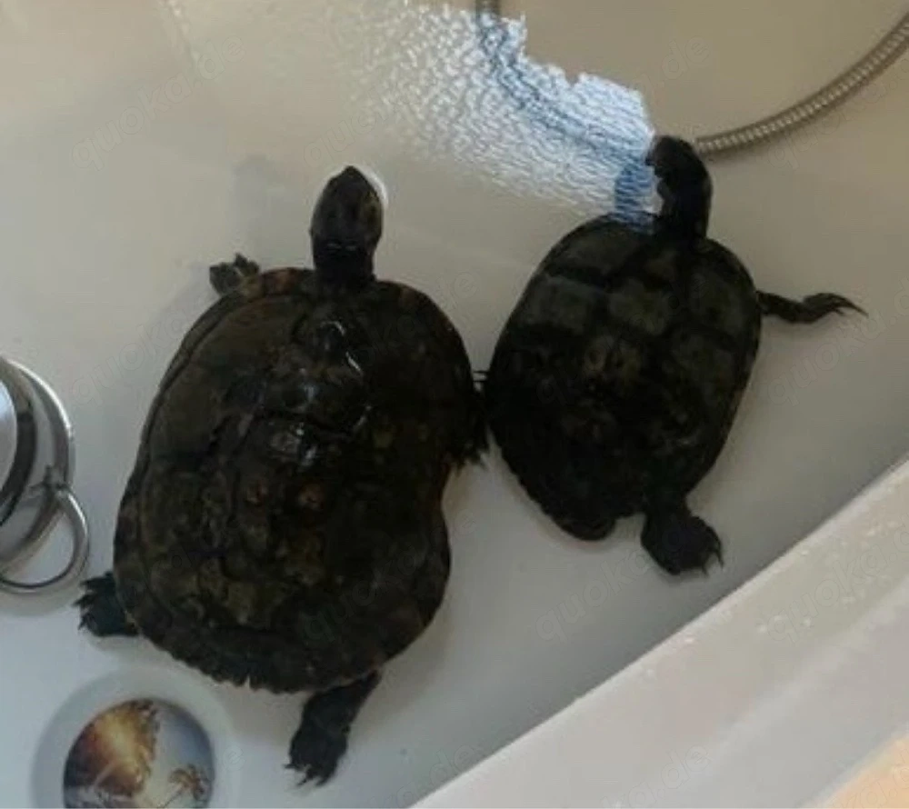 Wasserschildkröte