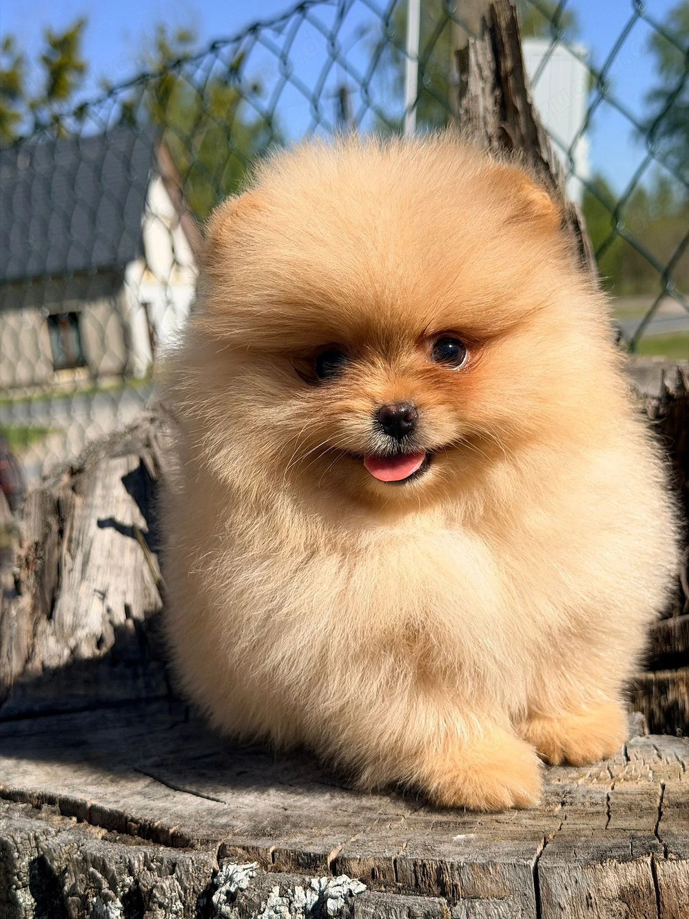 Reinrassige Pomeranian Zwergspitz Welpen 