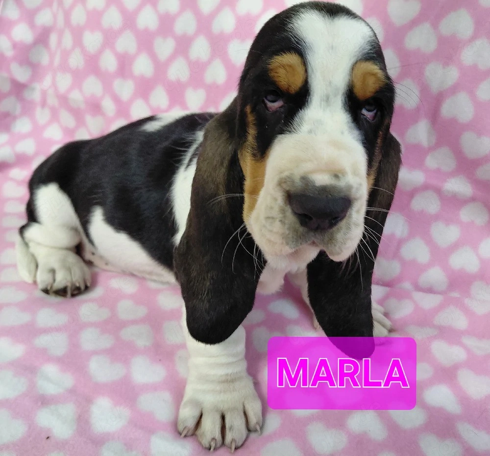 Zuckersüße Basset Hound Welpen suchen ab sofort