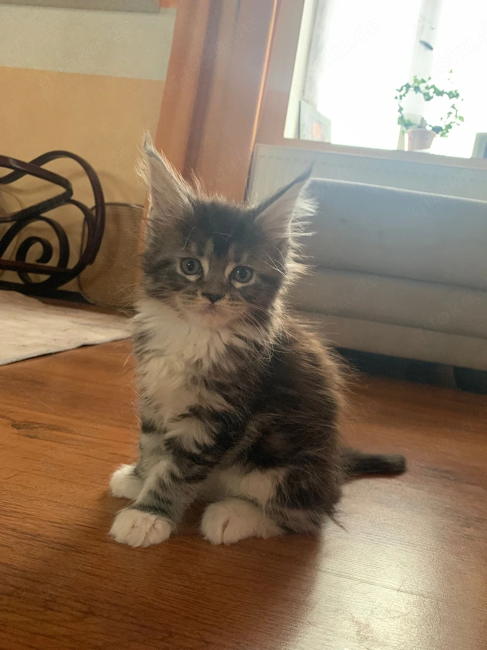Maine Coon Kitten  