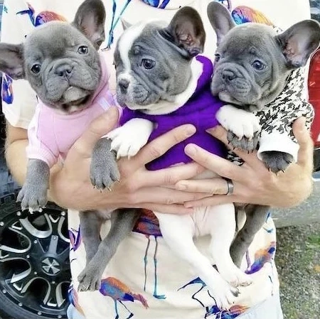 Zuckersüße  Französische Bulldoggen Welpen