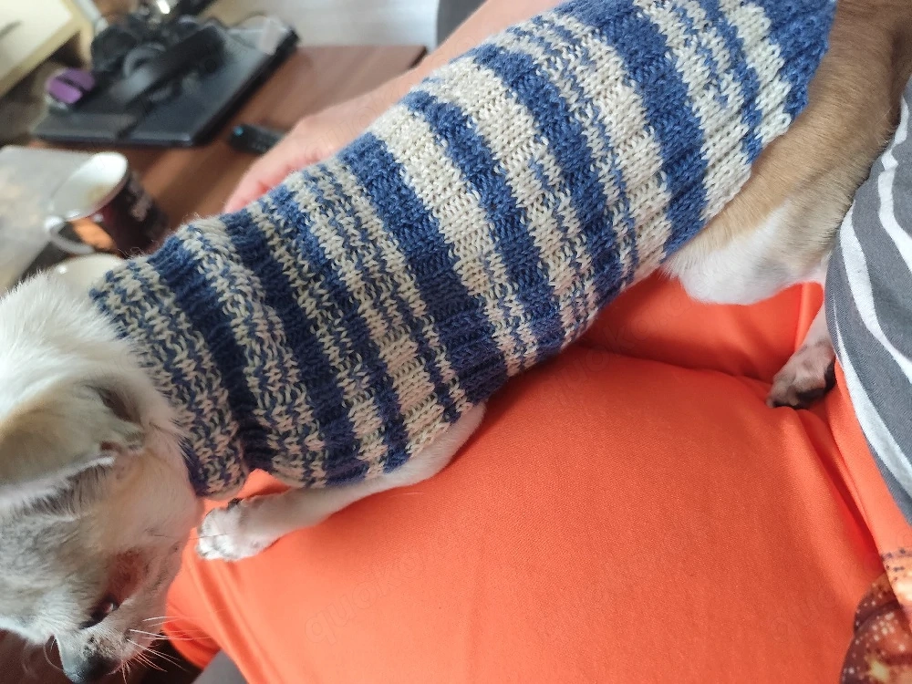 Chihuahua Pullover 