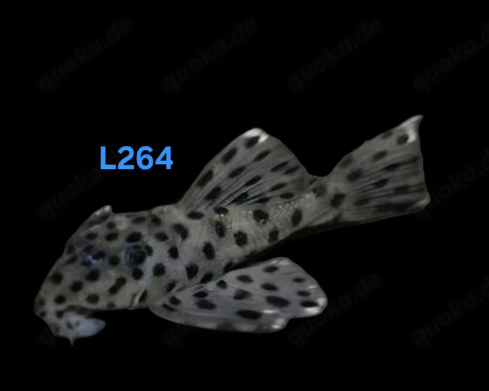 L264 Leporacanthicus josemali Weißspitzen Rüsselzahnwels