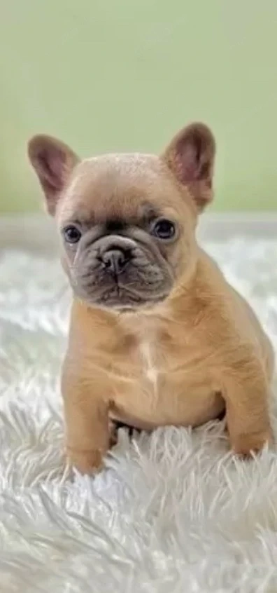 Franzősische Bulldogge , Welpem