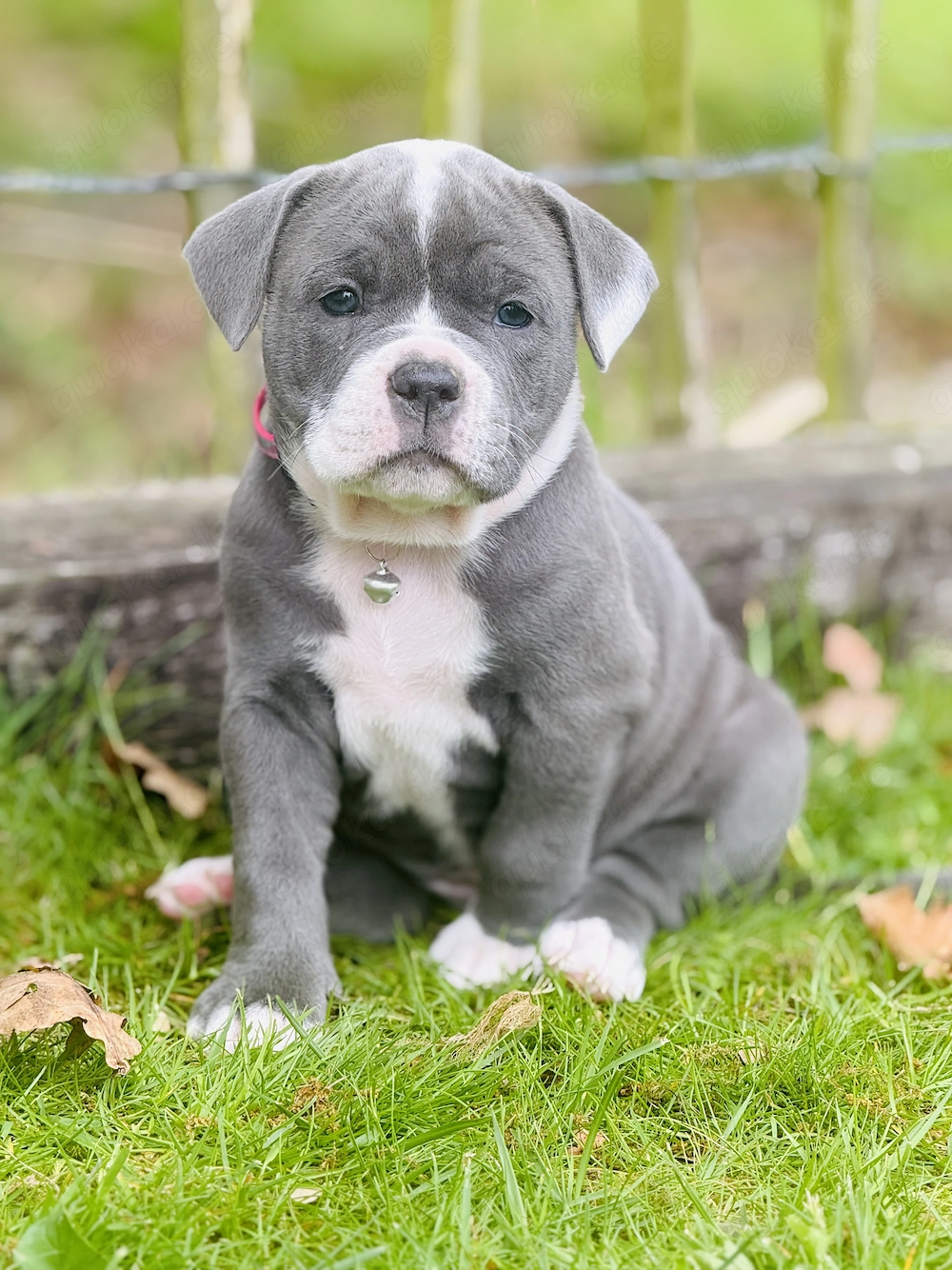 Old English Bulldog Welpen