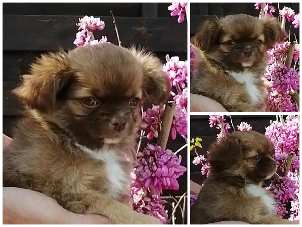 Chihuahua Hündin 