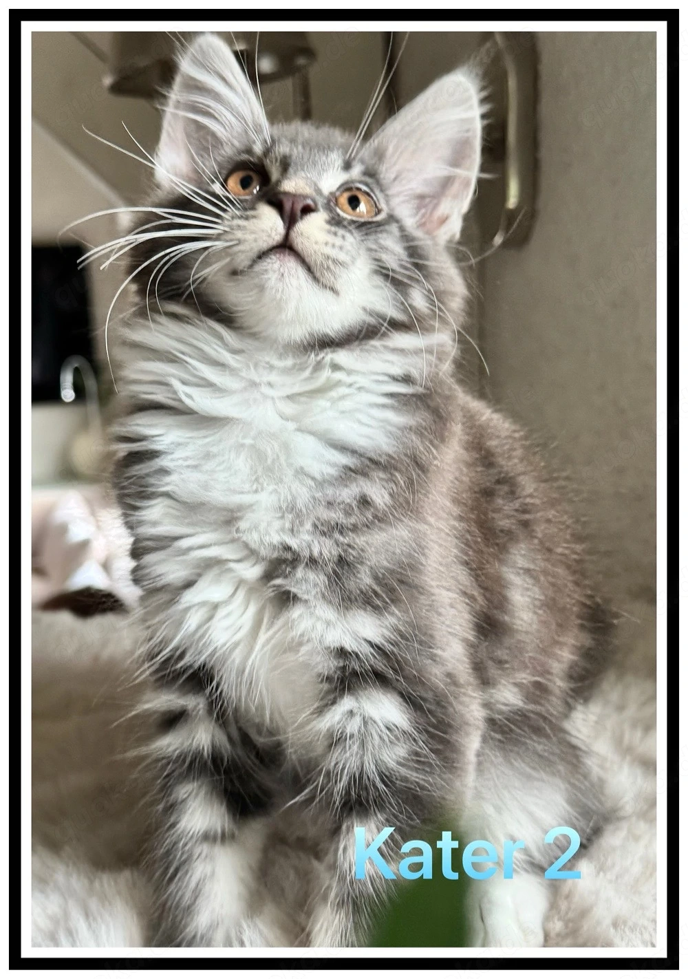 reinrassige Maine Coon Kitten abzugeben 