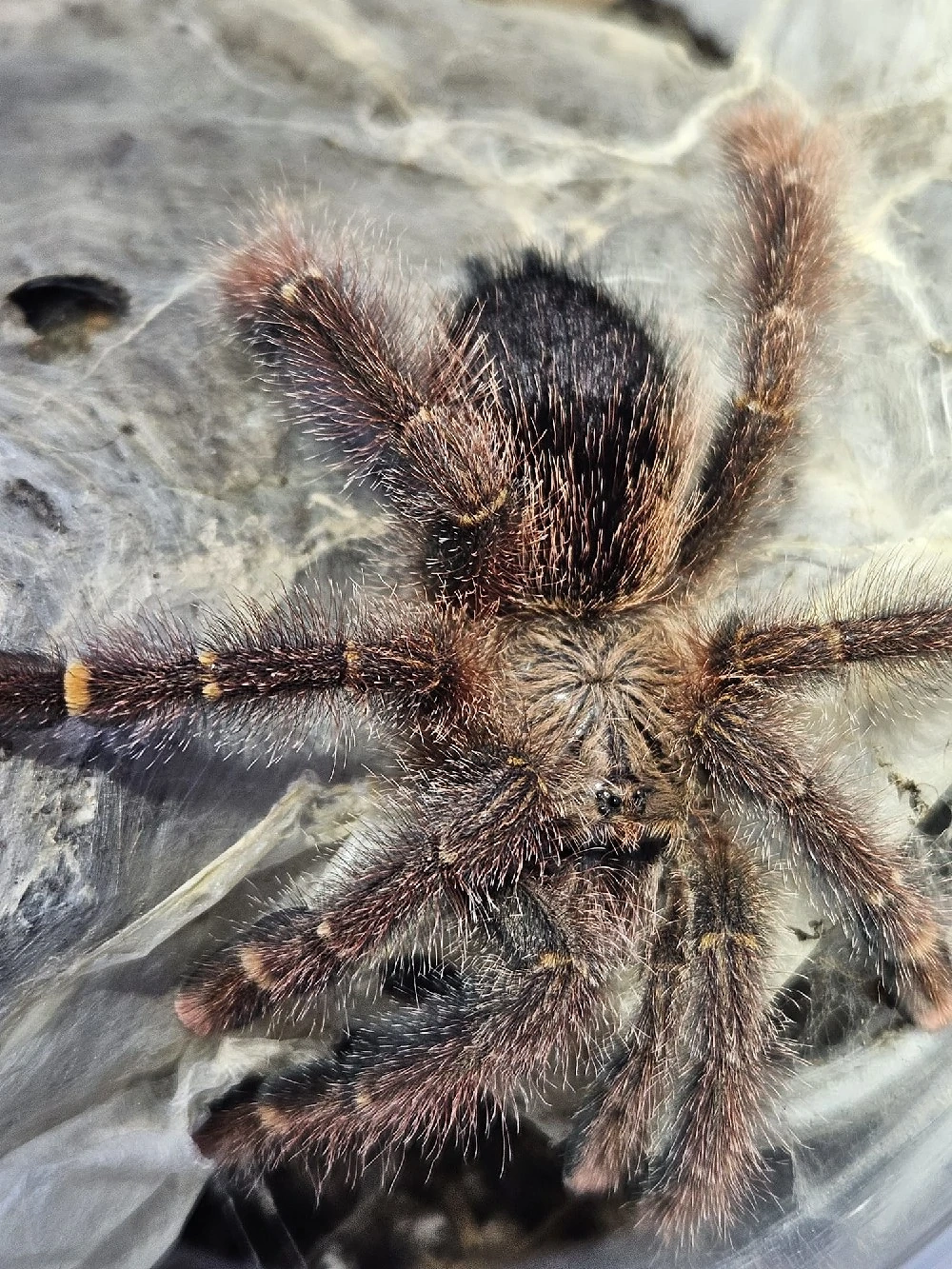 Vogelspinne Avicularia rufa brazil