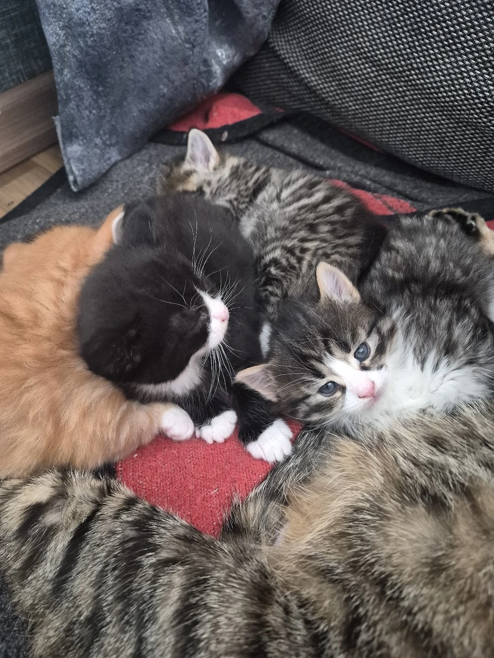 Bezaubernde Maine Coon Waldkatzen Glückskatzen Kitten 