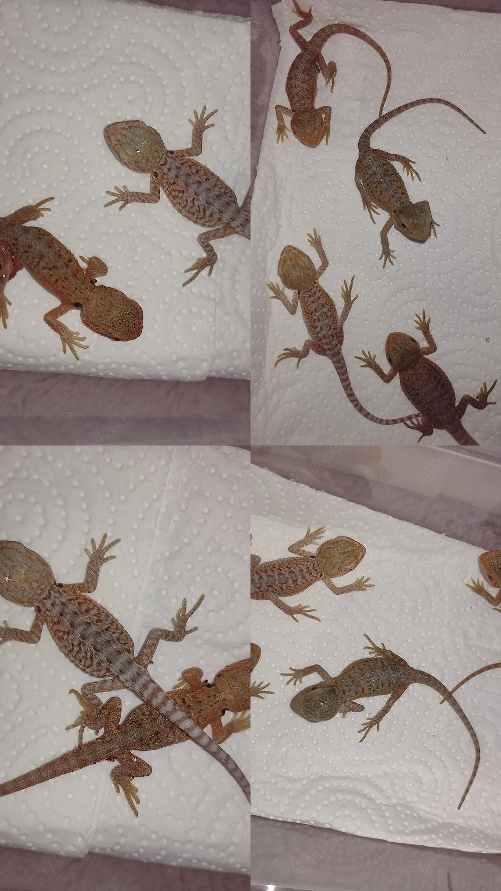 Süße Farb-Bartagamen Babys (Citrus-Leatherback x Hypo Orange Sandfire) liebevoll aufgezogen