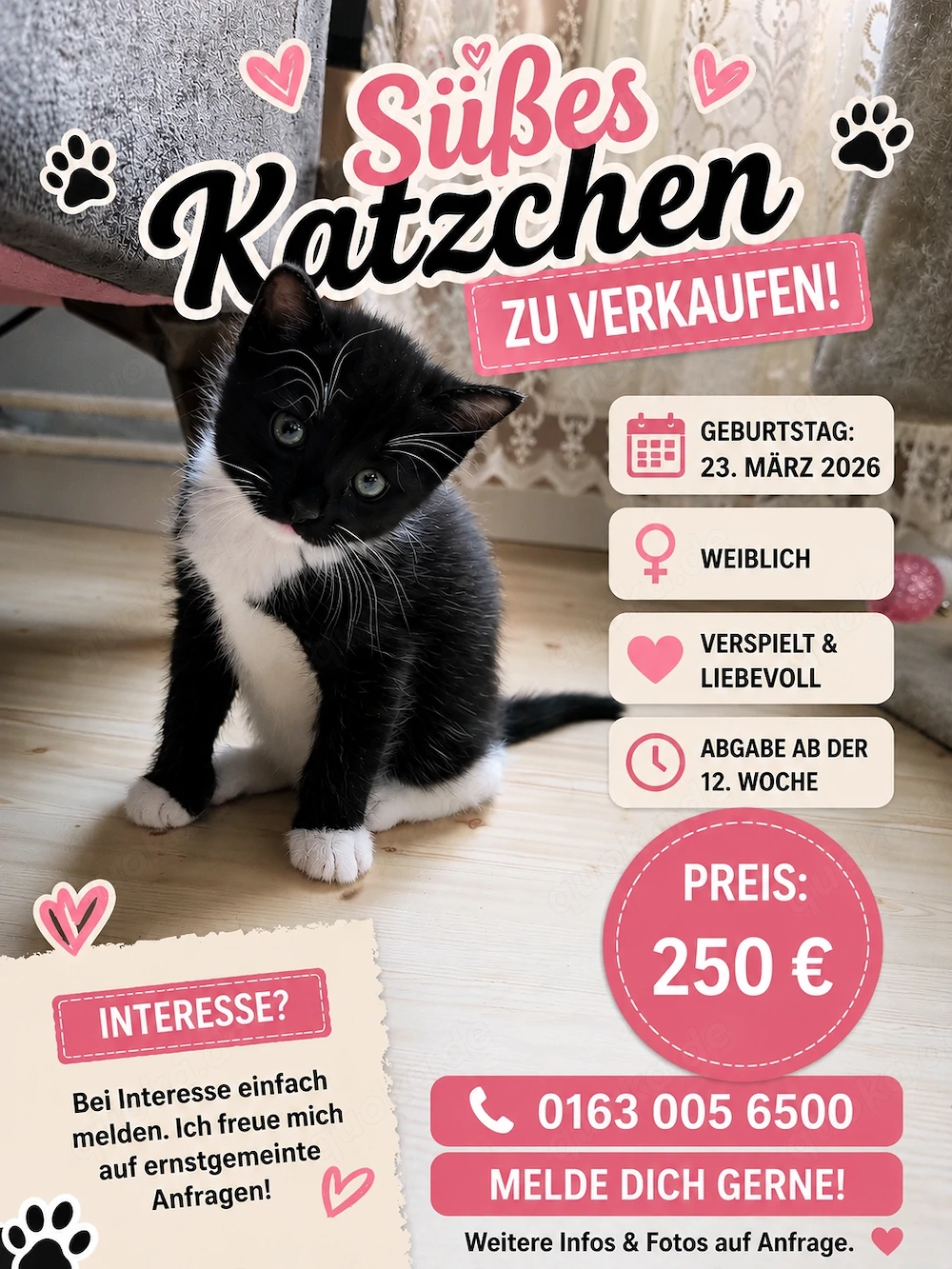 Süßes Kätzchen sucht liebevolles Zuhause 
