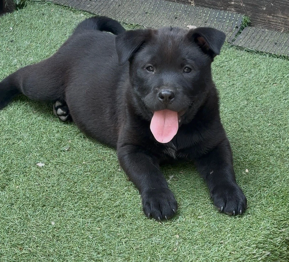 Chow Chow mix Mädchen 