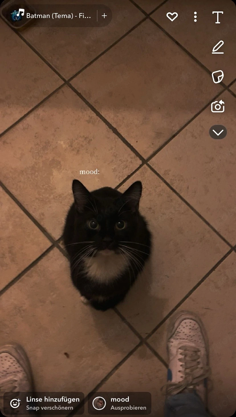 Katze abzugenen 