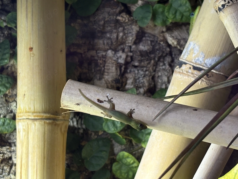 4 Nachwuchs phelsuma laticauda goldstaubtaggecko
