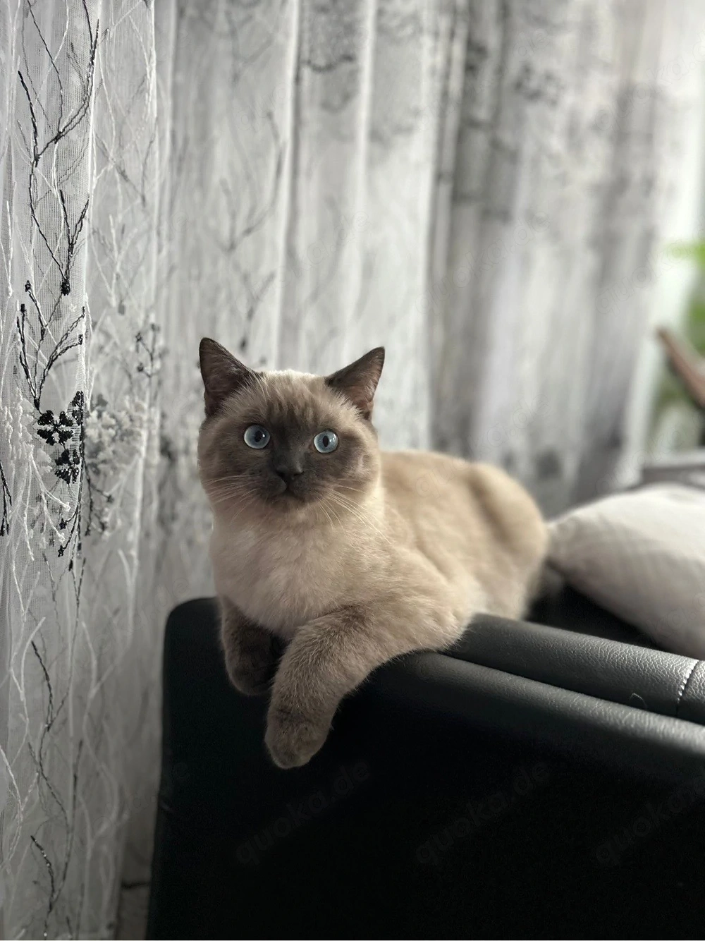 Siam Kater Simba sucht ein neues Zuhause 