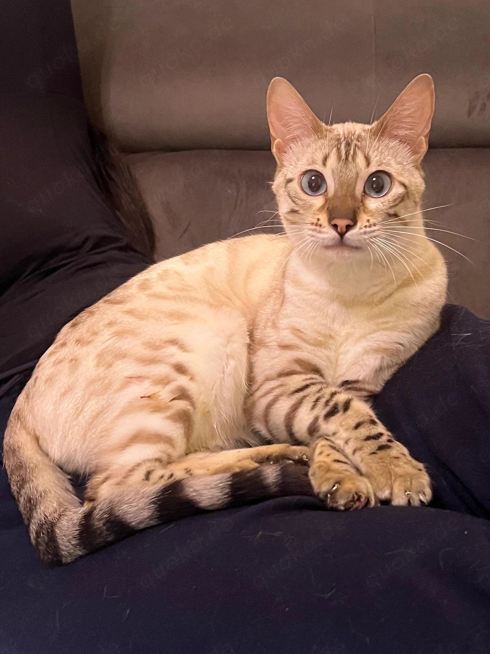 Reinrassige Bengalkatzen suchen ein neues Zuhause