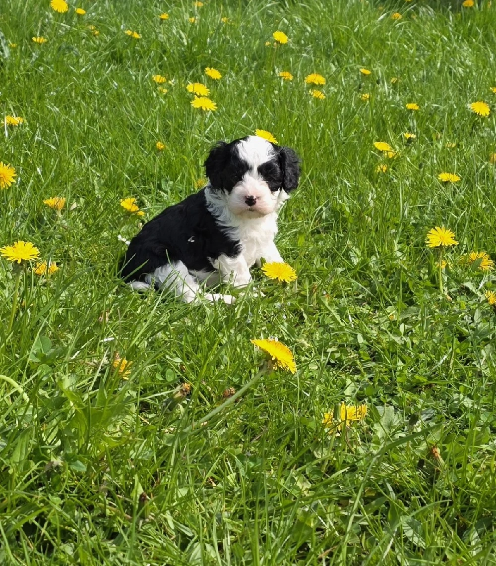Cavapoowelpen 