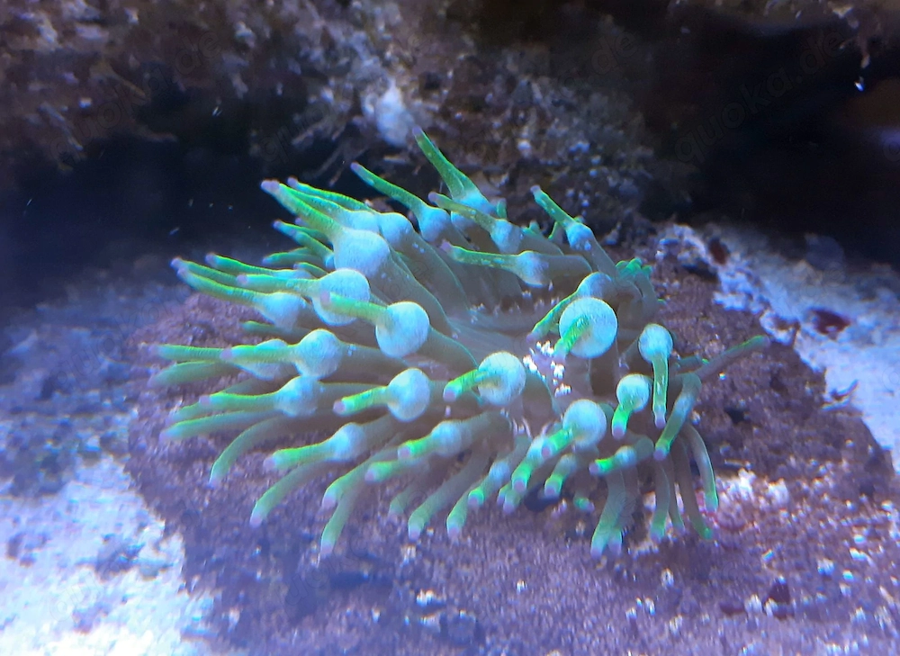 Anemone  Entacmaea quadricolor Grün 