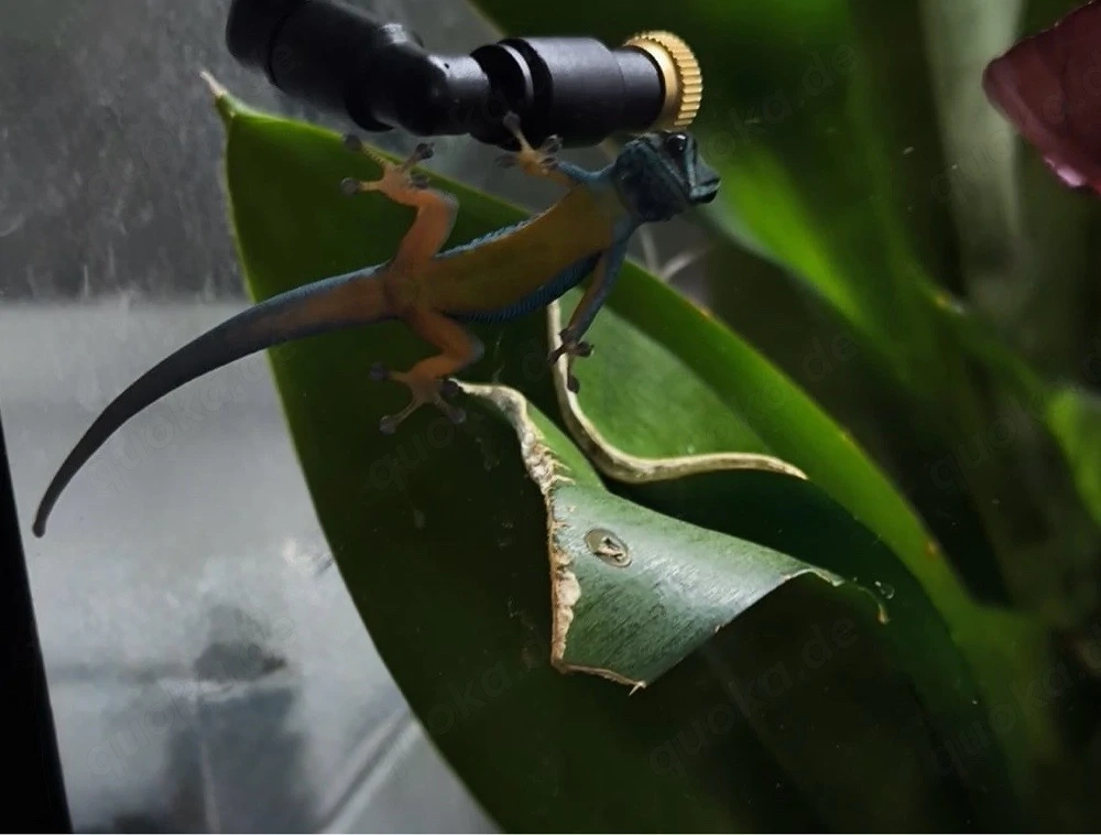 Lygodactylus Williamsi 1.0 | Himmelblauer Zwergtaggecko Männchen
