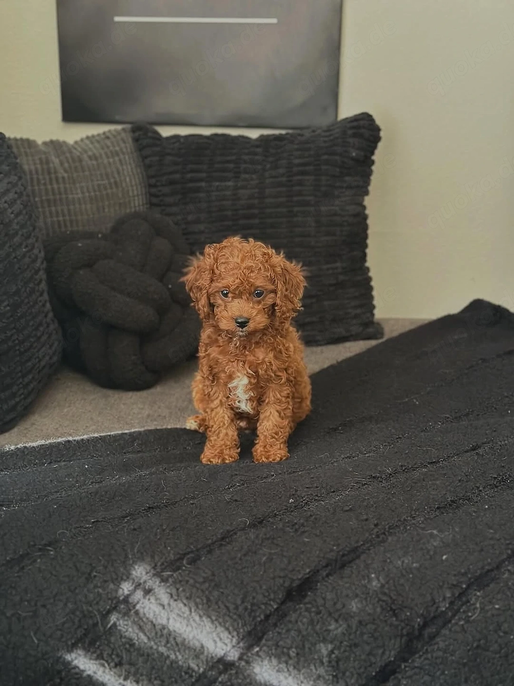 Bezaubernder Maltipoo-Welpe