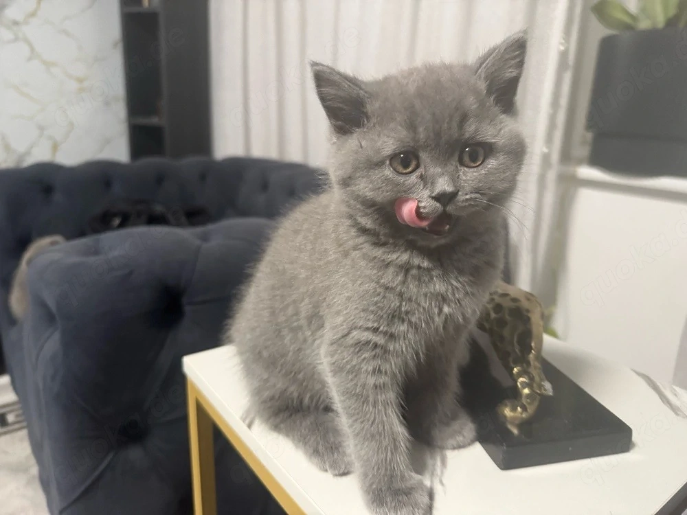    5 reinrassige BKH-Kitten suchen ihr Für-immer-Zuhause   