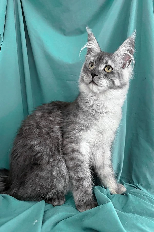Eine liebe Maine-Coon-Katze (7 Monate alt) sucht ein liebevolles neues Zuhause. Black Smoke.