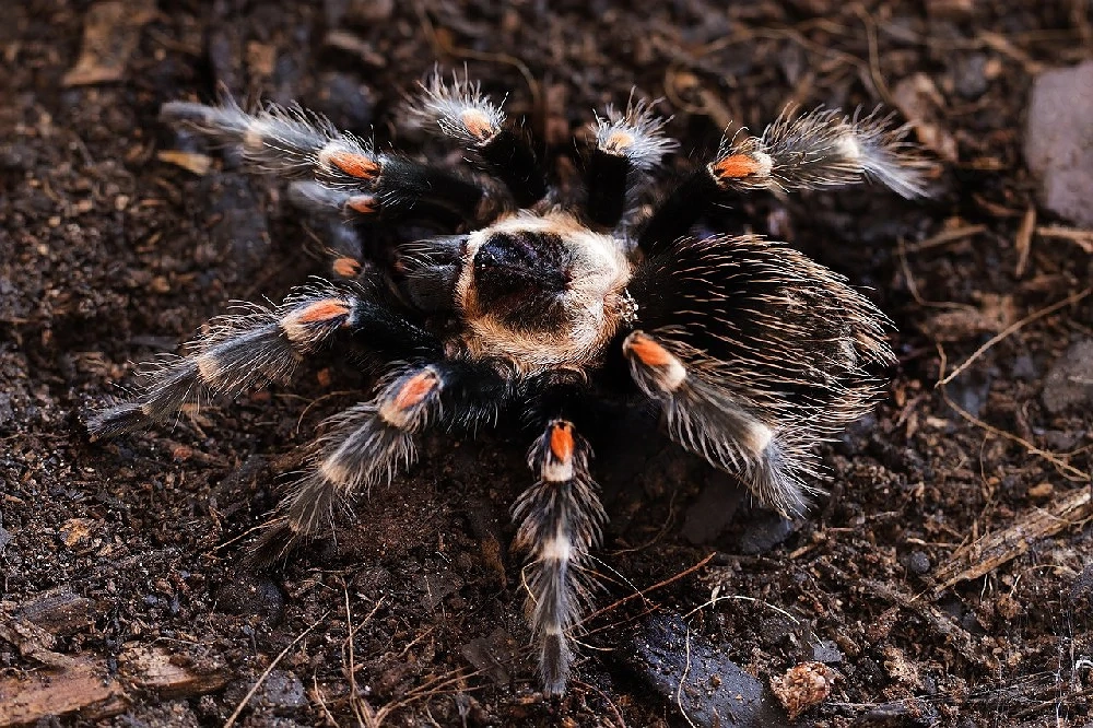 brachypelma auratum 