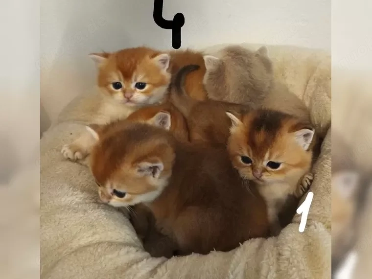 BKH reinrassige Kitten