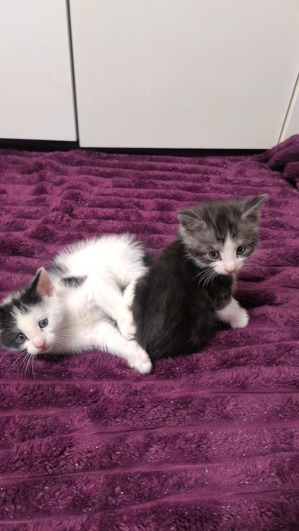 Zwei süße Mix Maine Coon Mischlinge Kitten abzugeben
