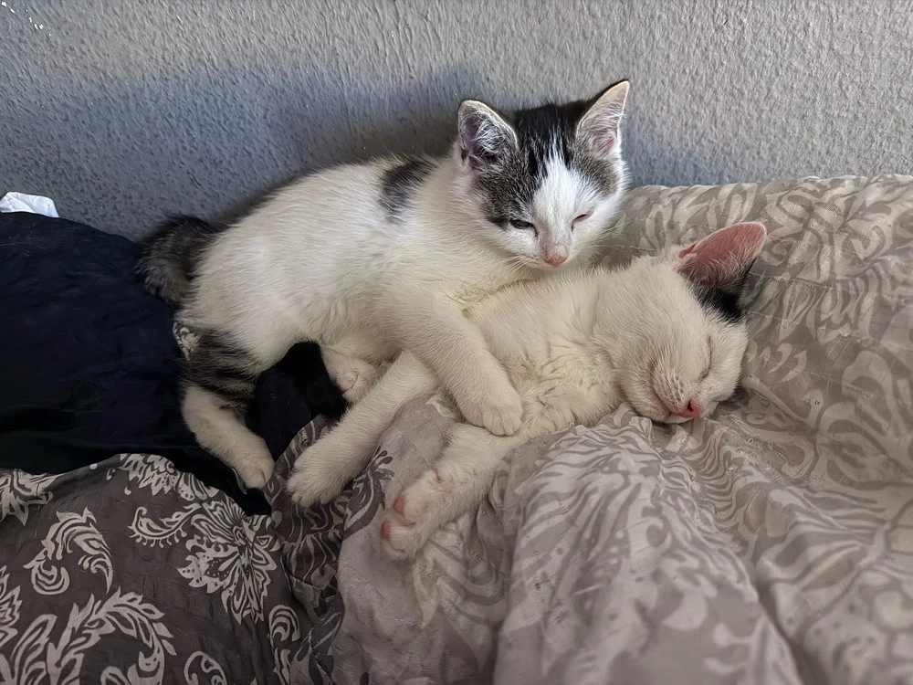 2 Babykatzen Geschwister abzugeben