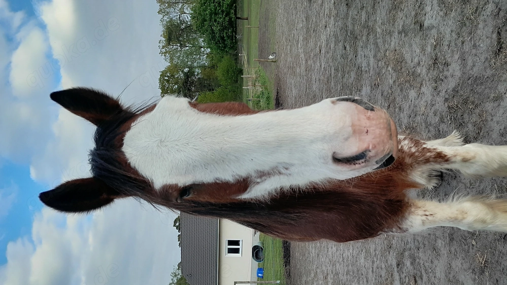 Gesunder Clydesdale Wallach mit 1 blauen Auge