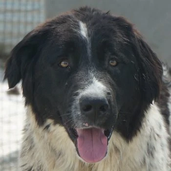 Anastasia, geb. ca. 05 2025, lebt in GRIECHENLAND, im städt. Tierheim Serres