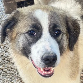 Lexya, geb. ca. 02 2025, lebt in GRIECHENLAND, im städt. Tierheim Serres 