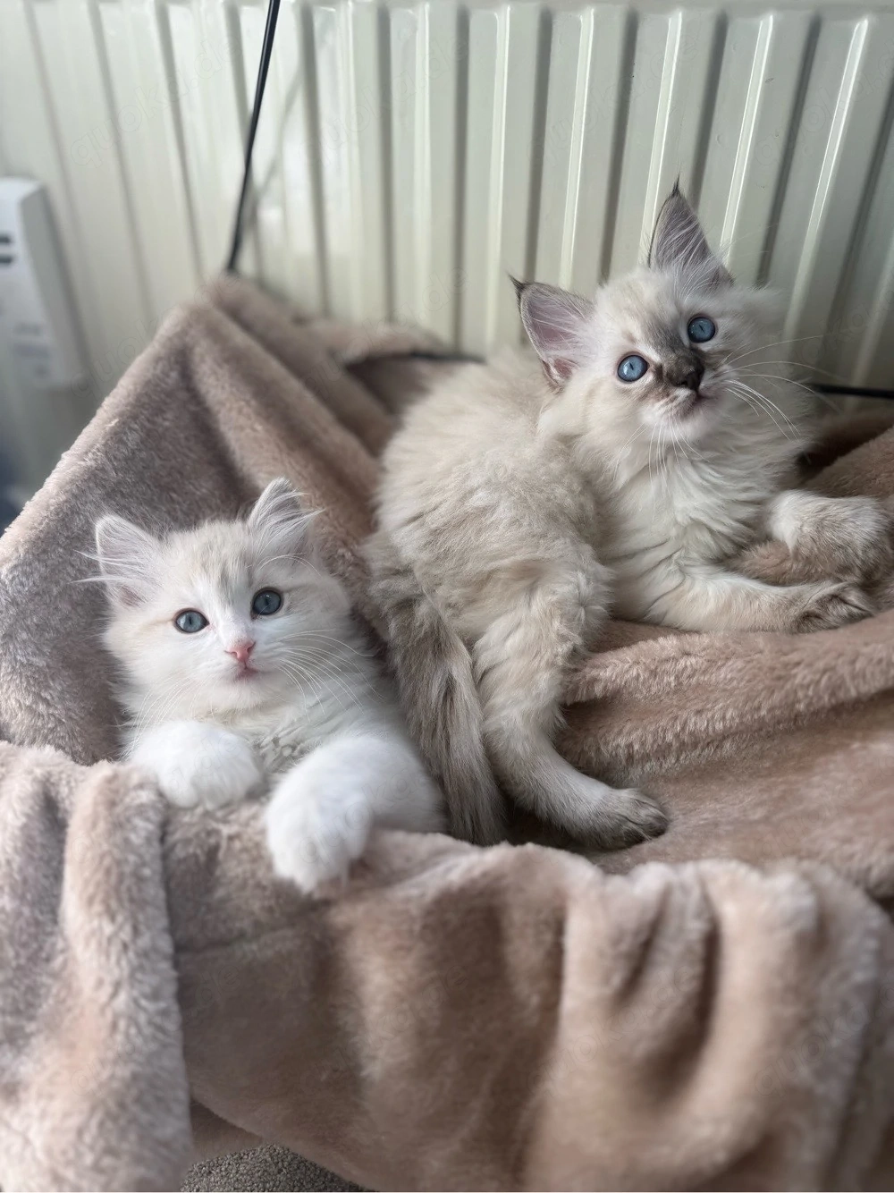 Ragdoll Kitten