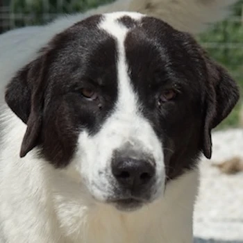 Zenzi, geb. ca. 01 2025, lebt in GRIECHENLAND, im städt. Tierheim Serres 